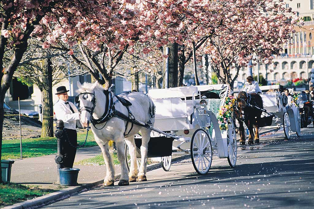 Soak in the sights of downtown Victoria as you clop along city streets.