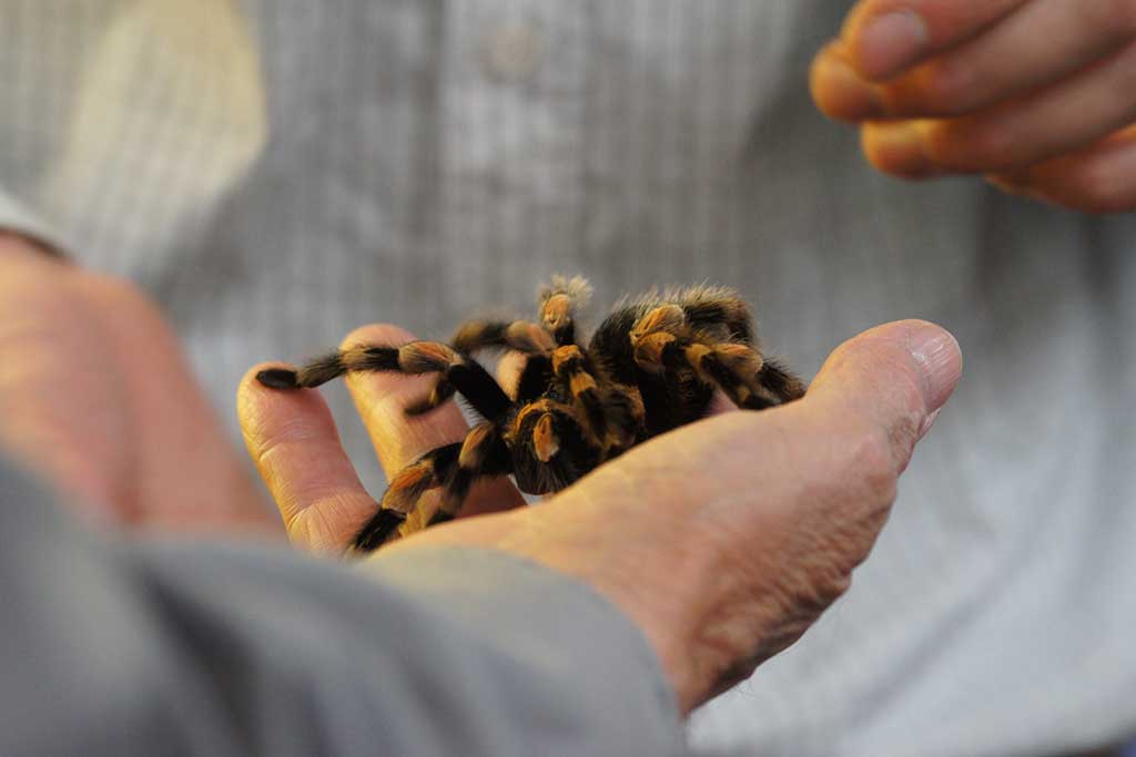 Get up close and personal with critters of the eight-legged kind. Photo: Tjflex2