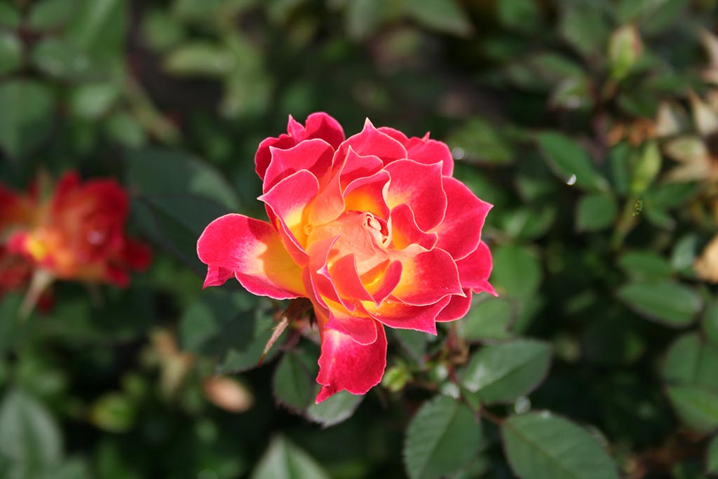 The garden is the oldest rose testing program of its kind in the United States. Credit: Christopher Hu