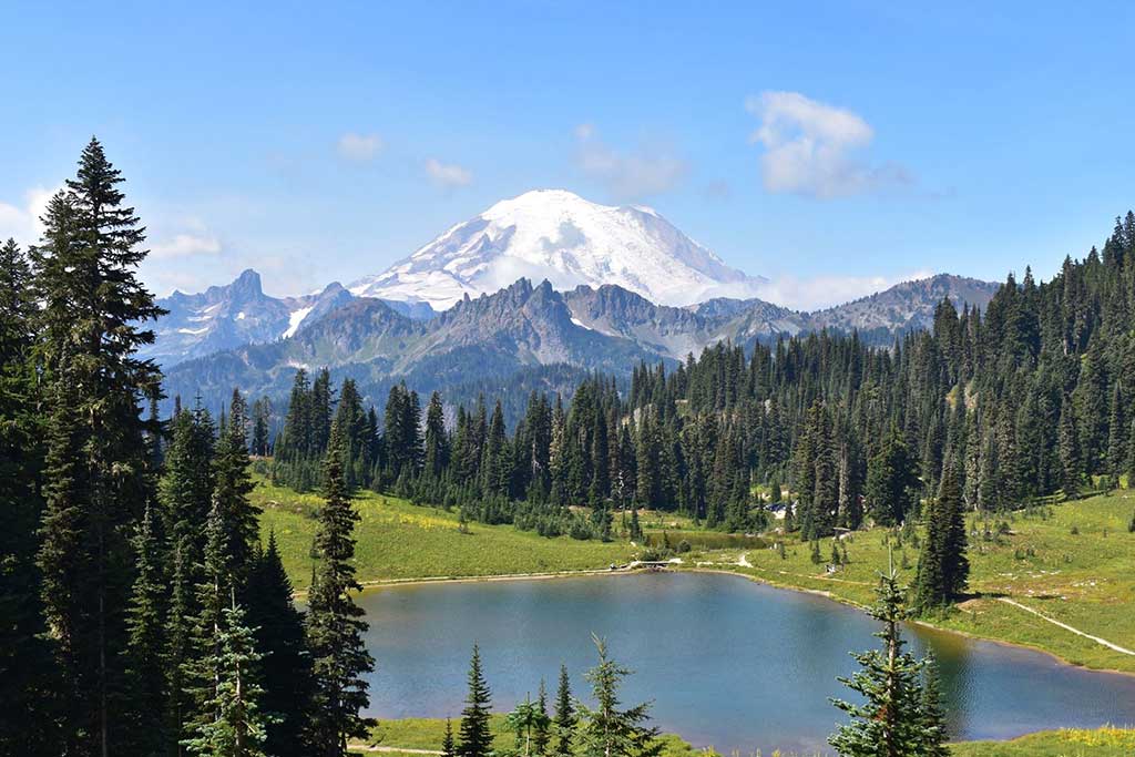 The glaciated peak rises above dense pines at Mount Rainier National Park. Credit: Brenna Ciummo