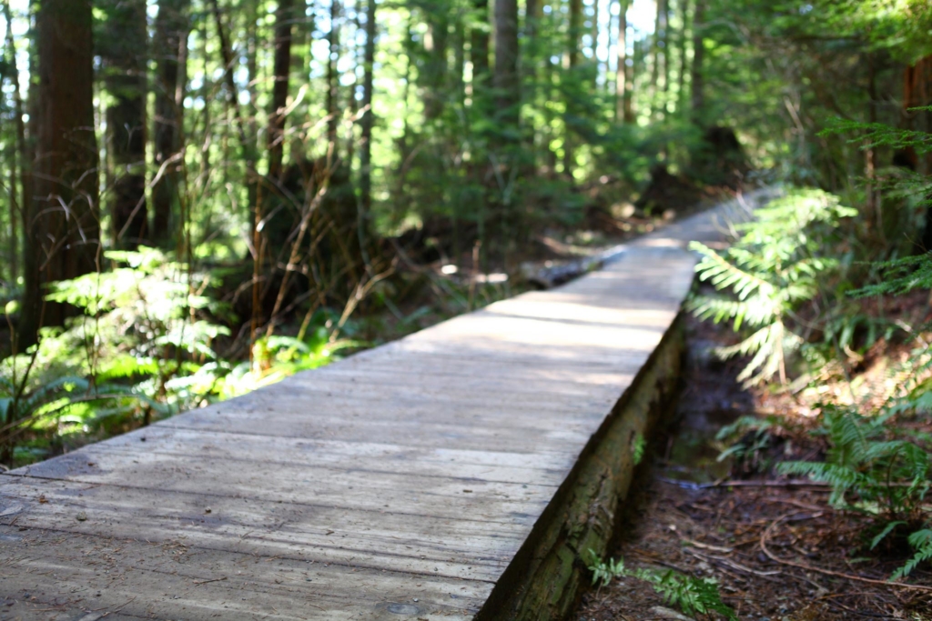 Lynn-Much of the Lynn Headwaters trails are built with wooden platforms that are easy to traverse. Photo: GoToVan