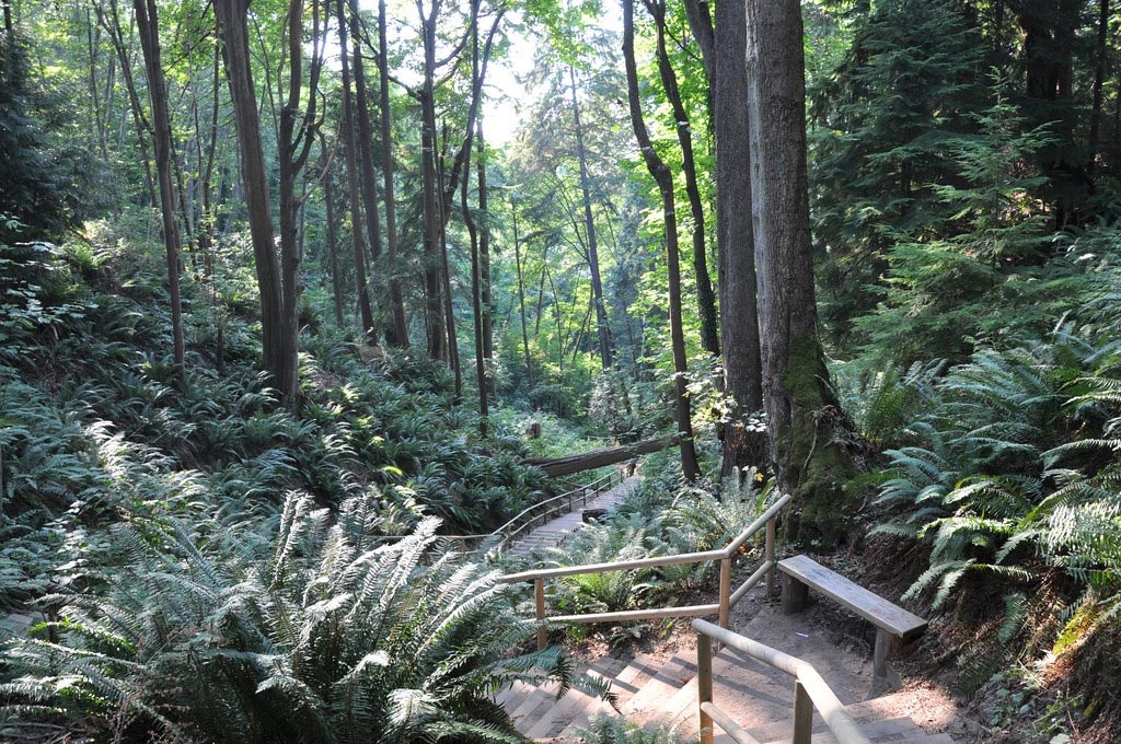 Pacific Spirit Park is an oasis of thick ferns and high green canopy. Photo: abdallahh
