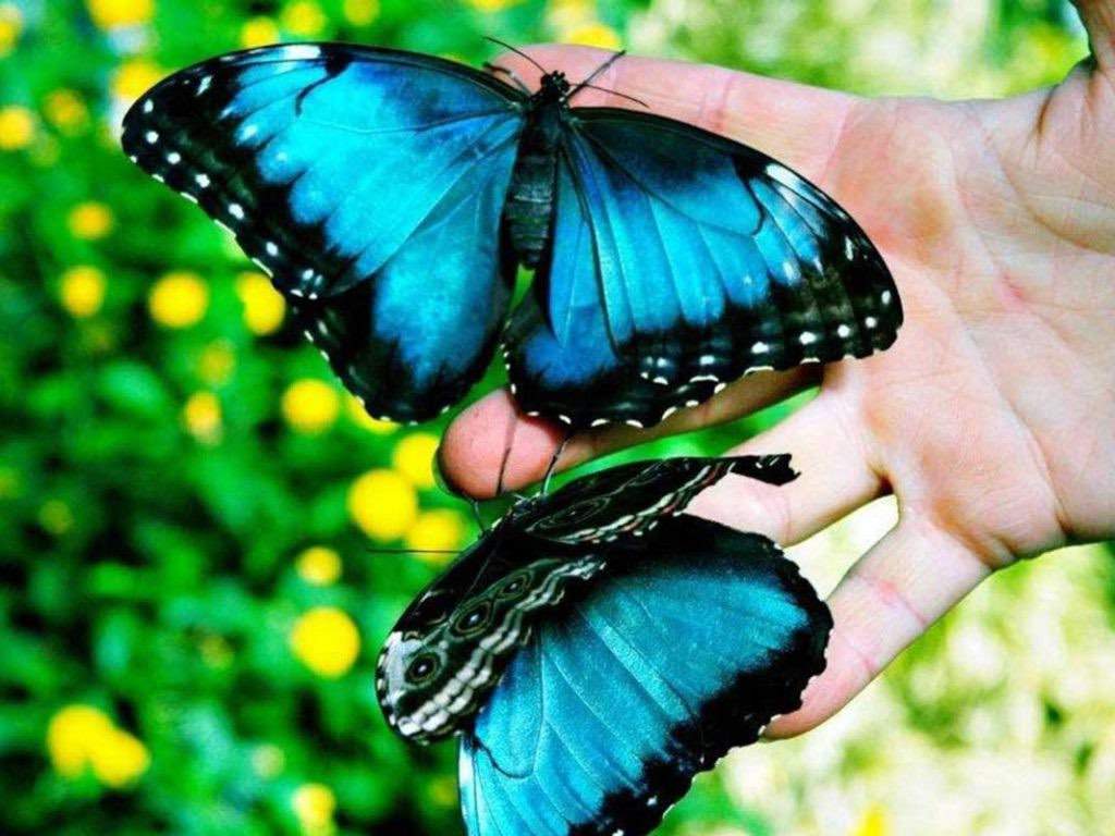 Beautiful butterflies fill the Victoria Butterfly Gardens.