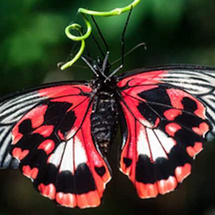 Victoria Day Trip With The Butchart Gardens & Butterfly Gardens