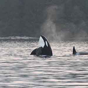 Wildlife and Whale Watching